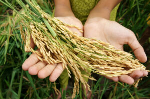 Food security in Indonesia